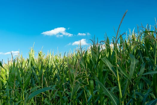 Green tall corn plants and blue sky, summer view