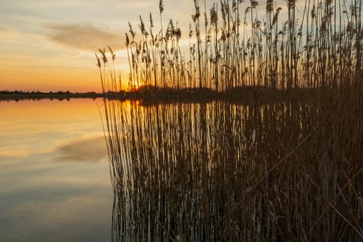 Reeds on the shore of the lake and sunset, Stankow, Lubelskie, Poland