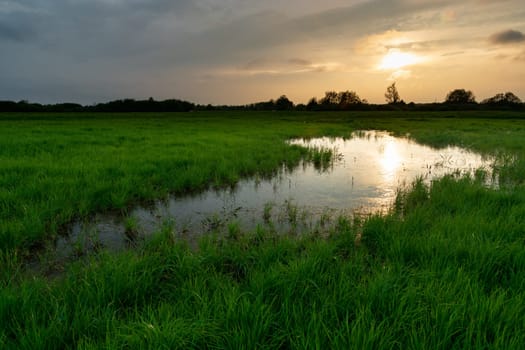 Wet green meadow and evening sunset, Nowiny, Lubelskie, Poland