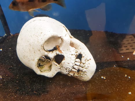Skull on sandy ocean bottom with small fish cleaning some bones