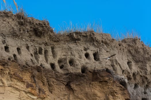 Swallows for swallows on the cliffs of Ahrenshoop city on the Baltic Sea peninsula Darss in Germany in summer.