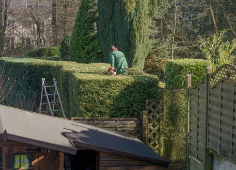 Man gardening with hedge trimmers.