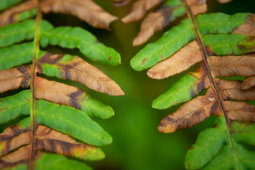 A fern close-up with green and brown leaves, top view
