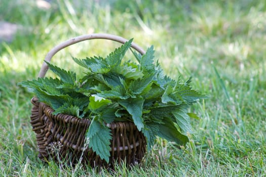 Basket of fresh herbs - leaves of nettle harvested in the garden