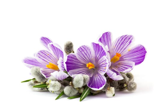crocus flowers and pussy willow twigs on white background