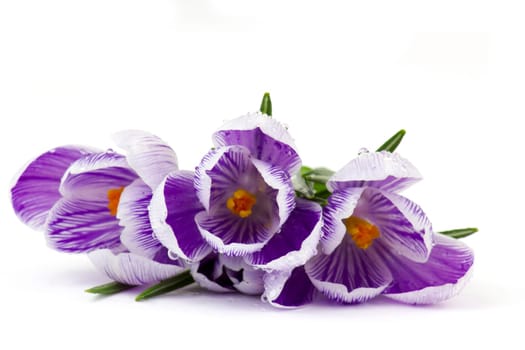 crocus - one of the first spring flowers on white background