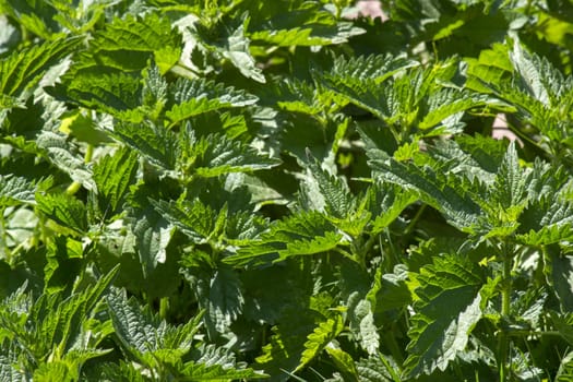 Stinging nettle in the garden. Urtica dioica