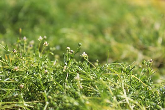 Closeup of stems and flowers on Irish Moss.