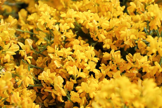 Closeup of golden flowers on a Lydia shrub.