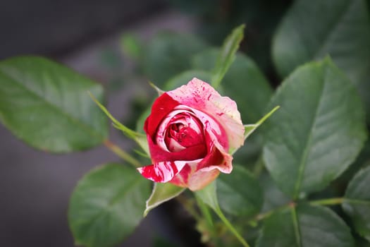 Background of speckled pink and white roses on a bush.