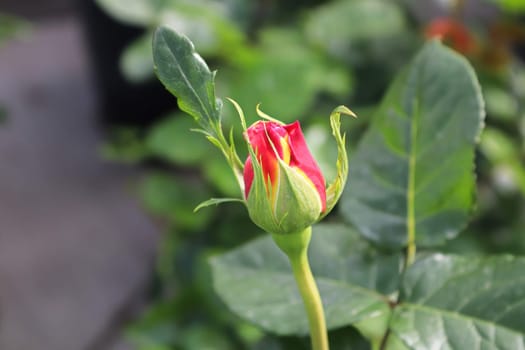 Closeup of a rose bud on a bush.