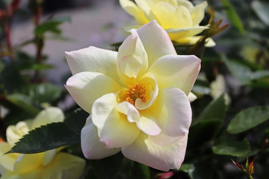 Closeup of yellow roses blooming in the summer.