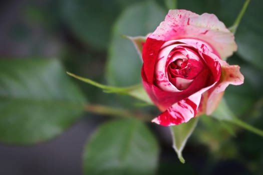 Background of speckled pink and white roses on a bush.