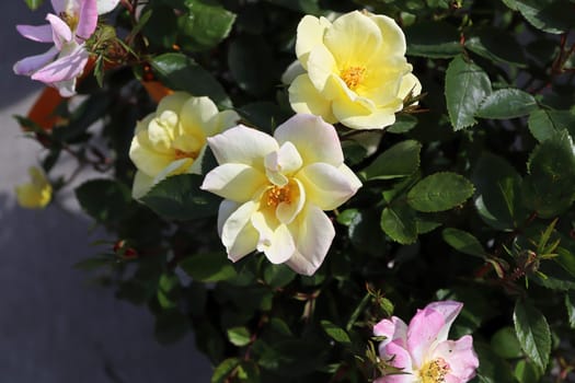 Closeup of yellow roses blooming in the summer.