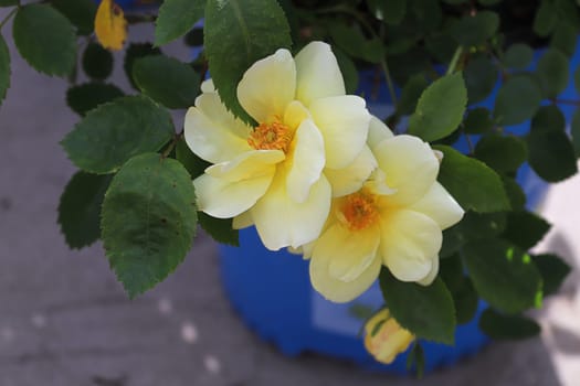 Closeup of yellow roses blooming in the summer.