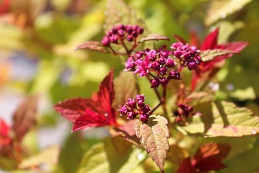 Golden leaves and flower buds on a Spirea Shrub.