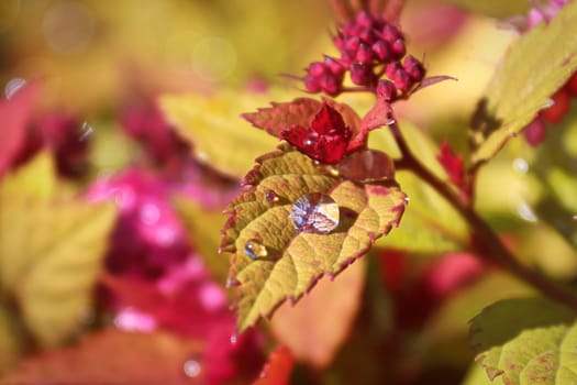 Golden leaves and flower buds on a Spirea Shrub.