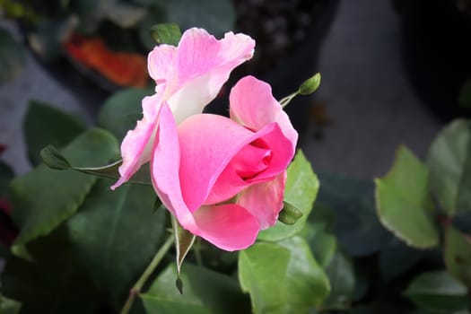 Closeup of a pink rose bush during the summer.