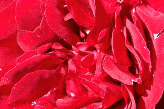 Macro of the center of a red rose.
