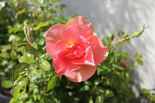 Delicate roses in bloom during the summer.