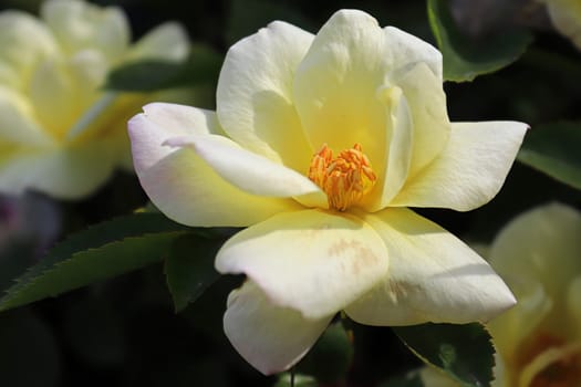 Closeup of yellow roses blooming in the summer.