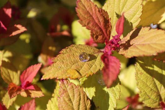 Golden leaves and flower buds on a Spirea Shrub.