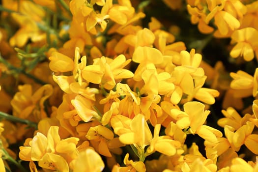 Closeup of golden flowers on a Lydia shrub.