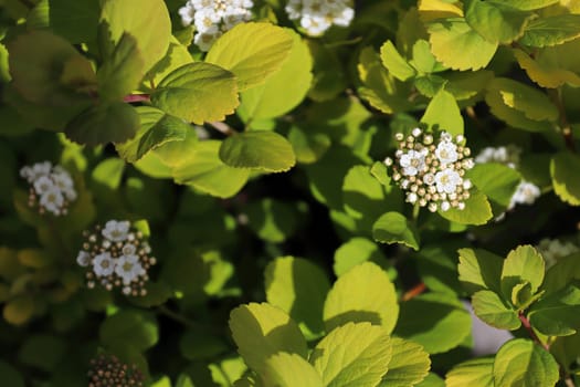 White clusters of flowers on a Birch Leaf Spirea.