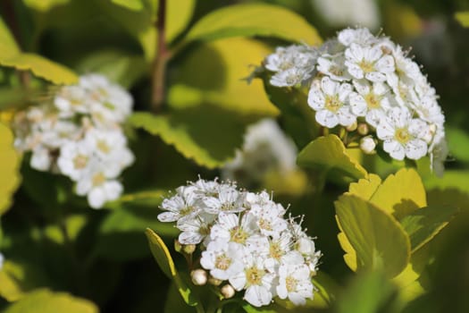 White clusters of flowers on a Birch Leaf Spirea.