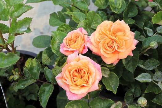 Closeup of peach colored rose flowers on a plant.
