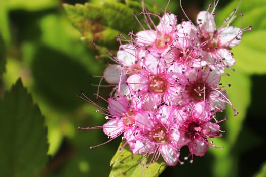 Delicate pink flowers blooming on a Little Princess Spirea.