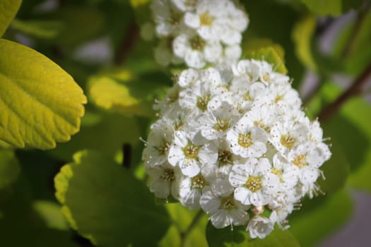 White clusters of flowers on a Birch Leaf Spirea.