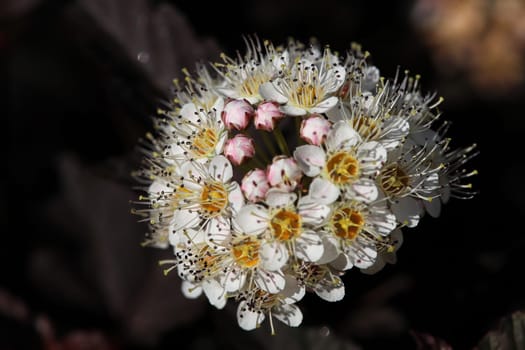 Macro of a pinks and white cluster of Spiera flowers.