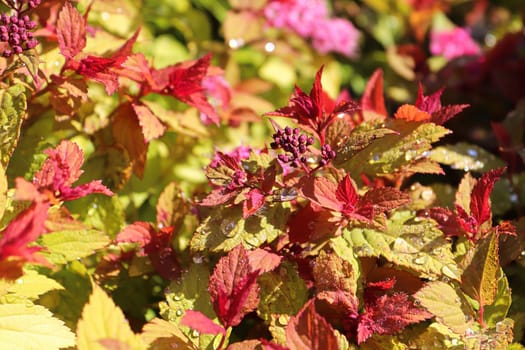 Golden leaves and flower buds on a Spirea Shrub.