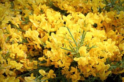 Closeup of golden flowers on a Lydia shrub.