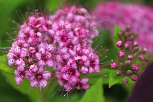 Delicate pink flowers blooming on a Little Princess Spirea.