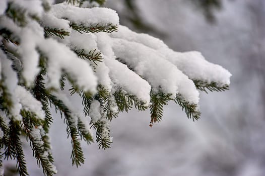 Spruce branch covered with snow in the forest in winter. High quality photo