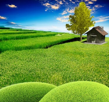 3d rendering of traditional House and Ginko