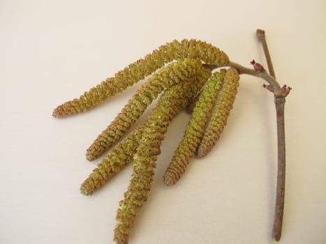 Hazel catkins, hazel flowers from hazel bush for herbal tea or as survival food