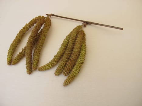 Hazel catkins, hazel flowers from hazel bush for herbal tea or as survival food