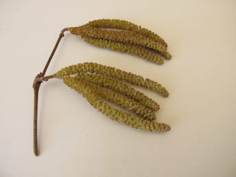 Hazel catkins, hazel flowers from hazel bush for herbal tea or as survival food