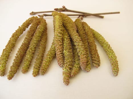 Hazel catkins, hazel flowers from hazel bush for herbal tea or as survival food
