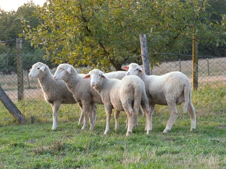 Four sheep gathered on the green grass