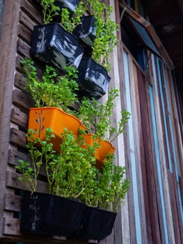 Small green purple and different color leafy plant pots hanging to wooden wall