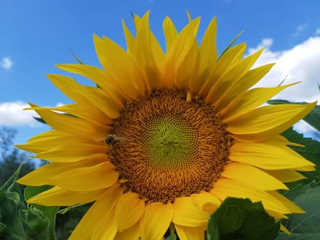 Closeup shot of a sunflower on blurred background.