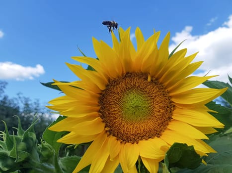 Selective focus shot of the honeybee collecting pollen.