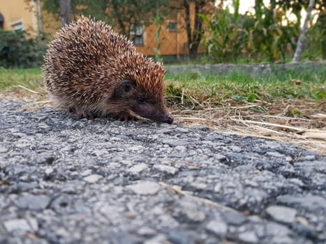 A closeup shot of a cute hedgehog sniffing a stone surface searching for a food.