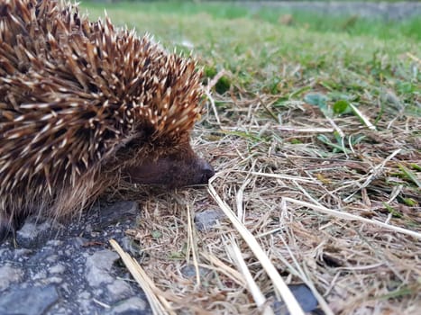 A closeup shot of a cute hedgehog sniffing a stone surface searching for a food.