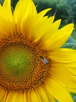 Closeup shot of the honeybee collecting pollen.