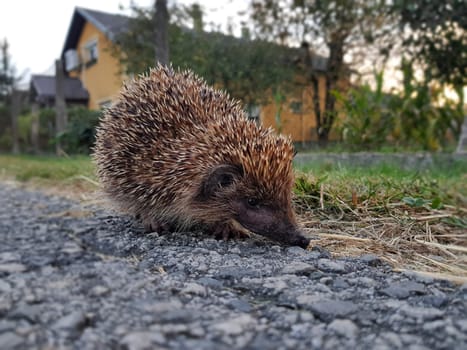 A closeup shot of a cute hedgehog sniffing a stone surface searching for a food.